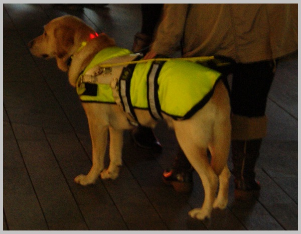 Guide Dog Projection Southampton