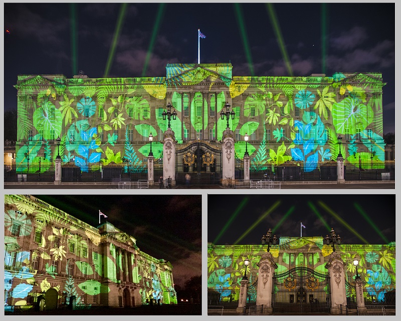 Rainforest projections Buckingham Palace